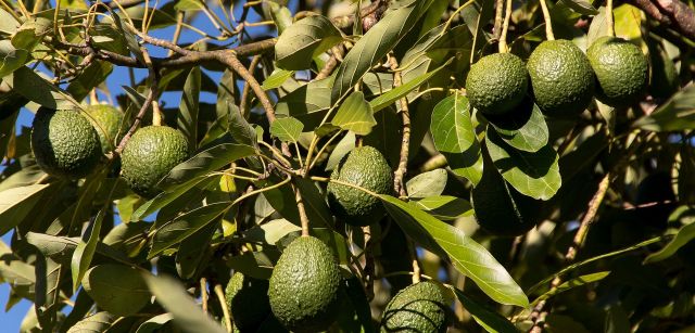 Árbol de aguacate con frutos / Foto: Sandid - Pixabay Árbol de aguacate con frutos / Foto: Sandid - Pixabay