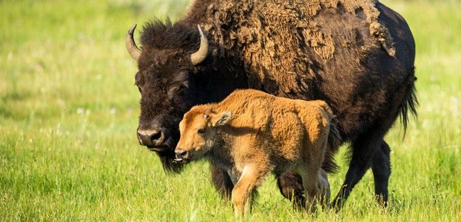 Una hembra de 'Bison bison' americano junto a su cría / Foto: Dawn Wilson - Defenders of Wildlife