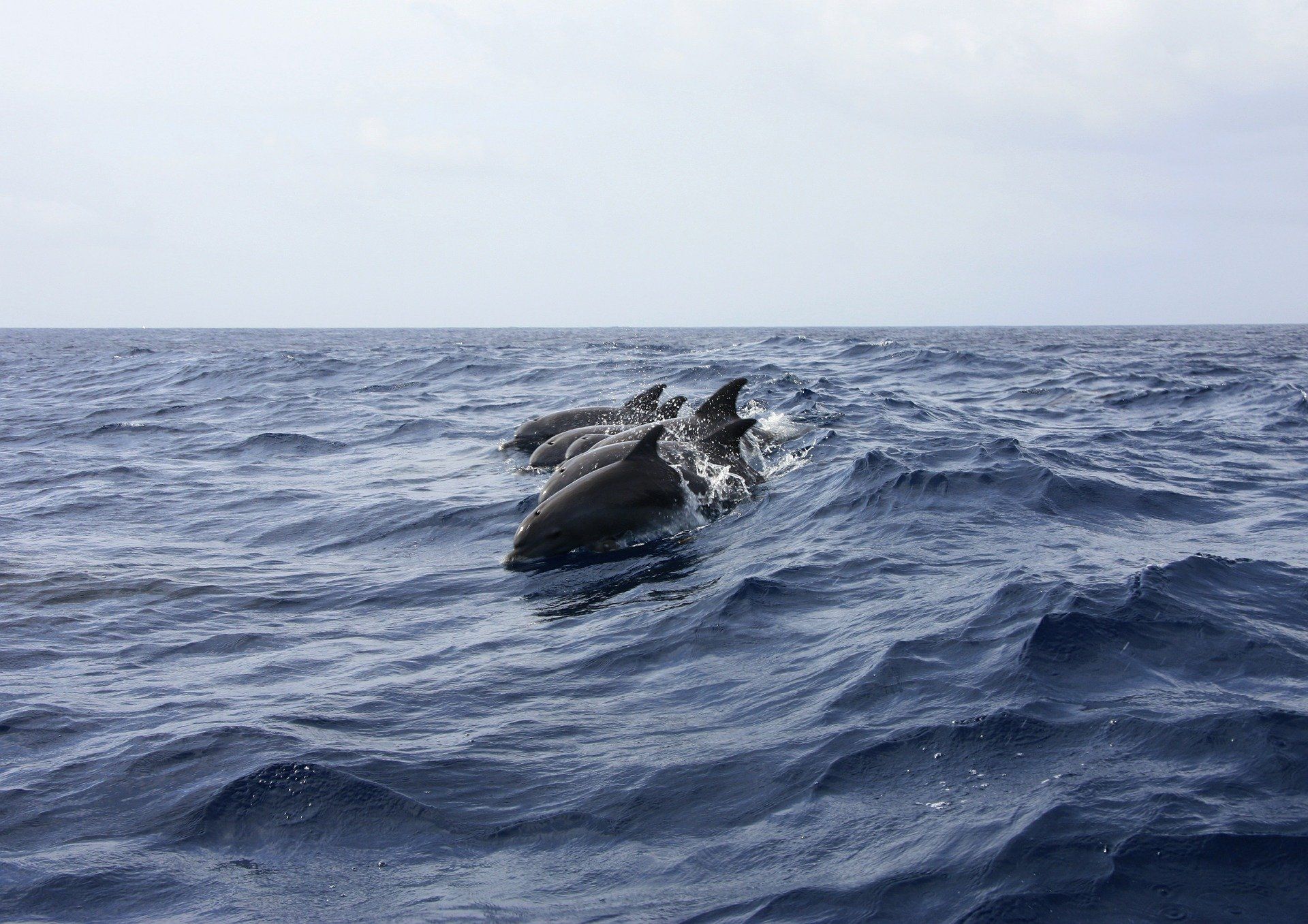 Guardia Civil investiga la muerte de delfines / Gilles Lagnel - Pixabay