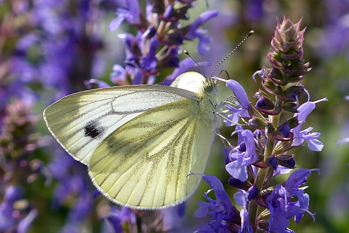 Ejemplar de una de las muchas variedades de mariposas / Foto: SINC