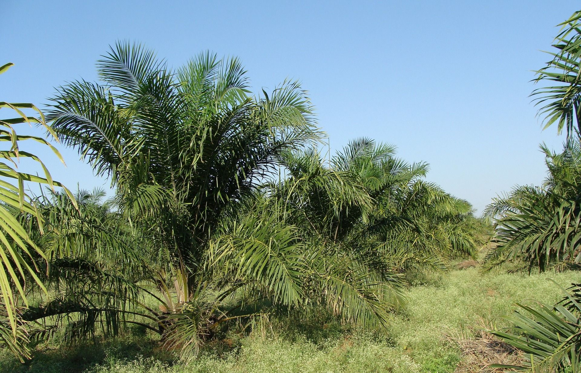 Cultivo de aceite de palma, que se utiliza para la fabricación de biocombustible / Foto: Bishnu Sarangi - Pixabay
