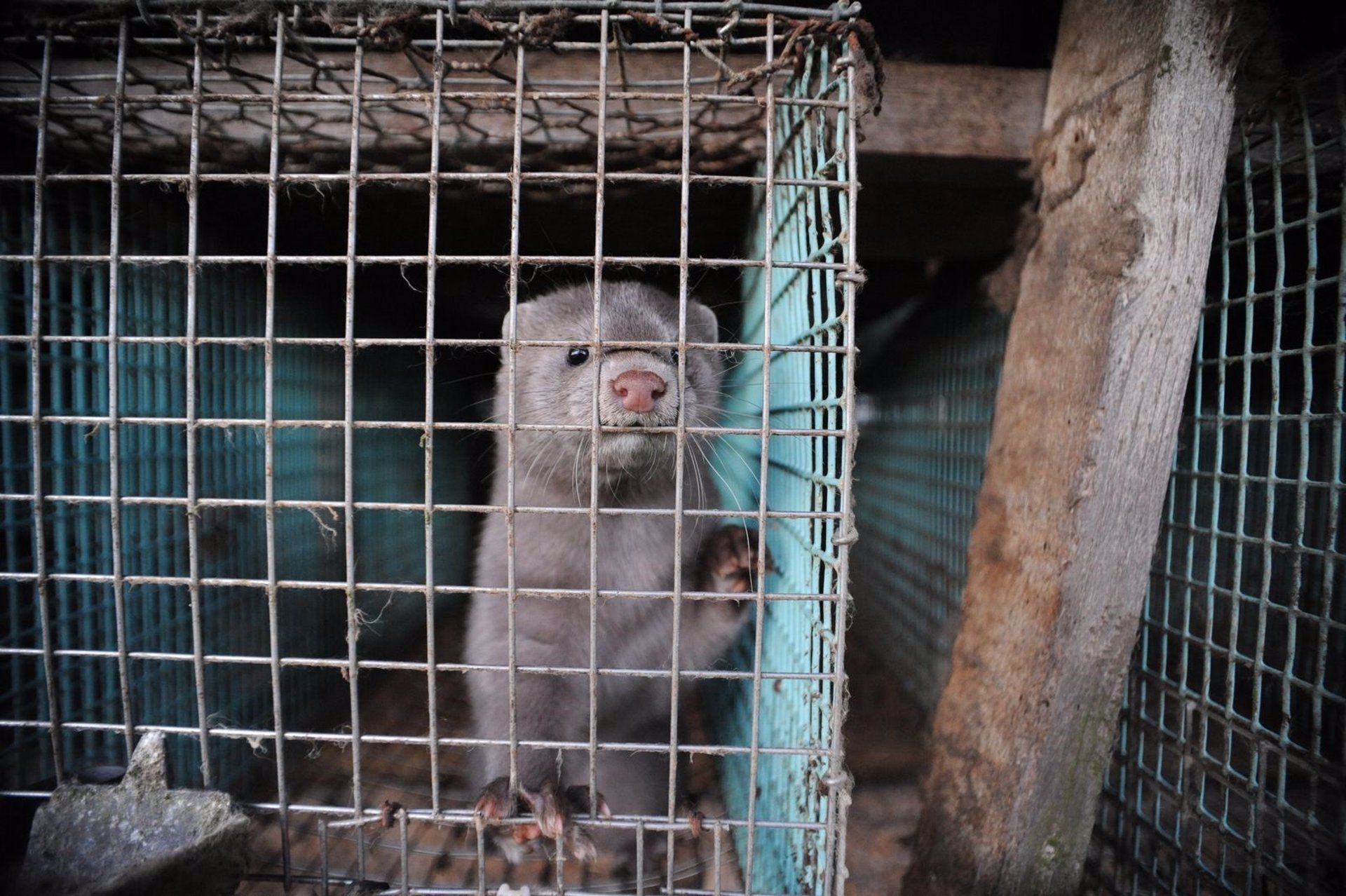 WWF reclama el cierre de las granjas de visones por ser una especie invasora y un vector de contagios de Covid / Foto: EP