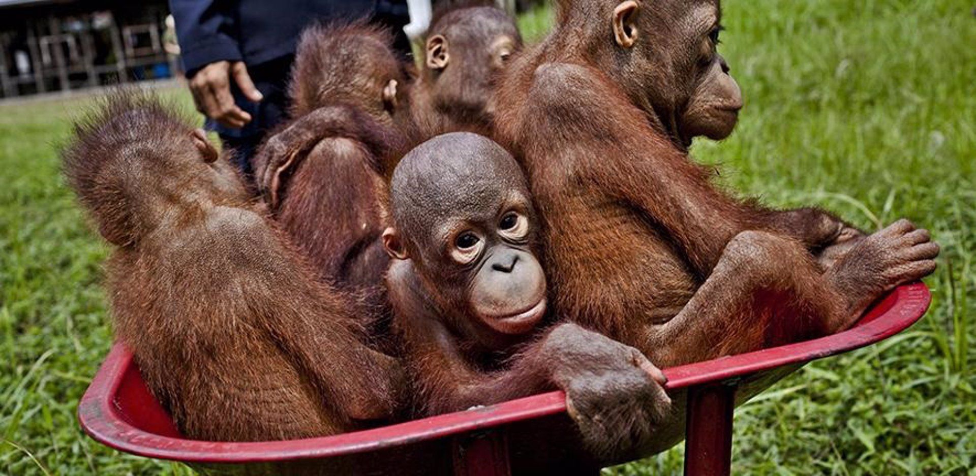 Bebés orangutanes en Kalimantan Central, República de Indonesia. La demanda de cultivos de plantaciones de aceite de palma destruye sus hábitats naturales / Foto: EP