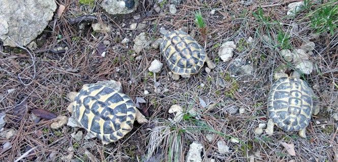 Ejemplares de 'Testudo hermanni' en el Parc del Garraf / Foto: Diputació de Barcelona