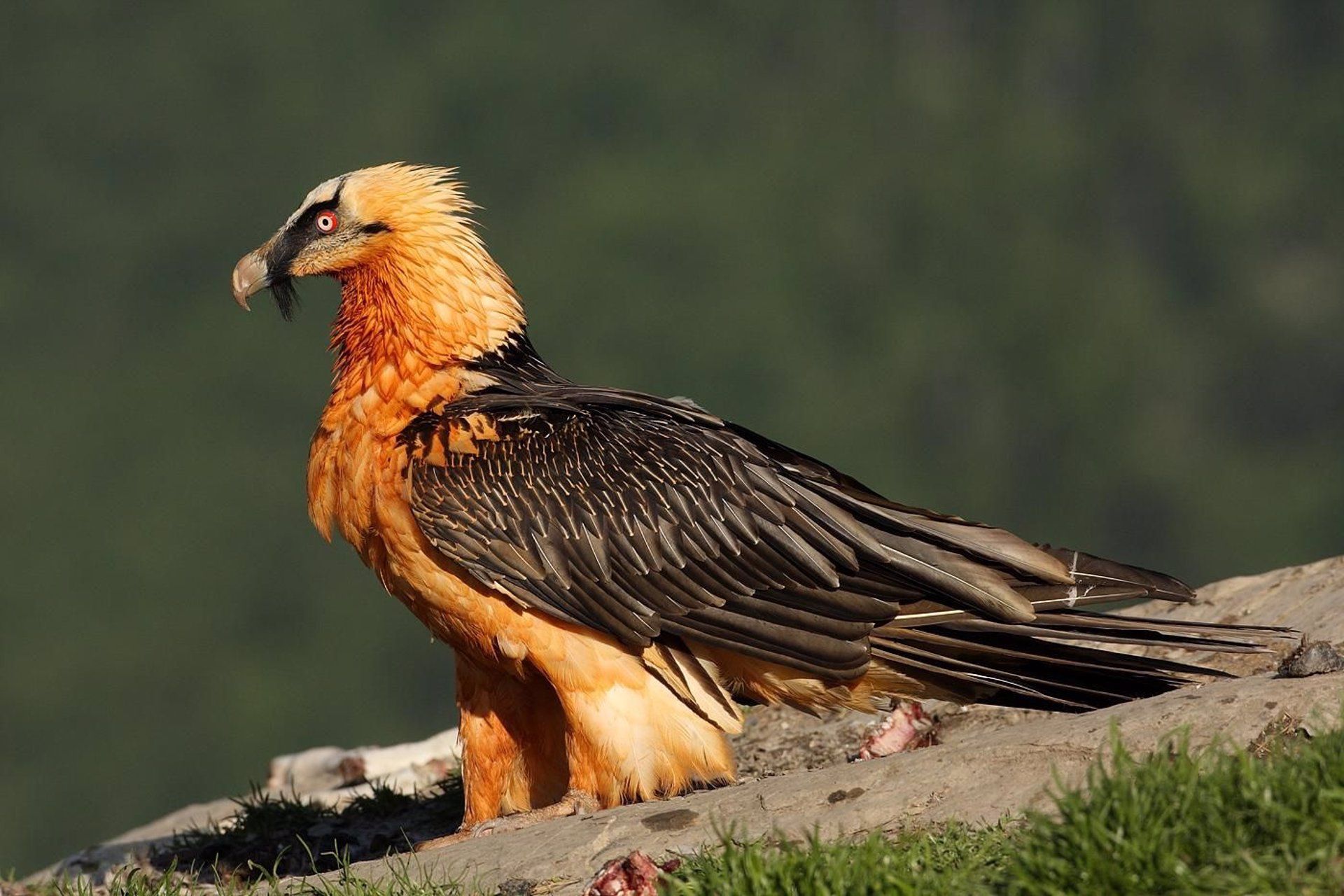 Ejemplar de quebrantahuesos en España, ave de montaña amenazada / Foto: EP