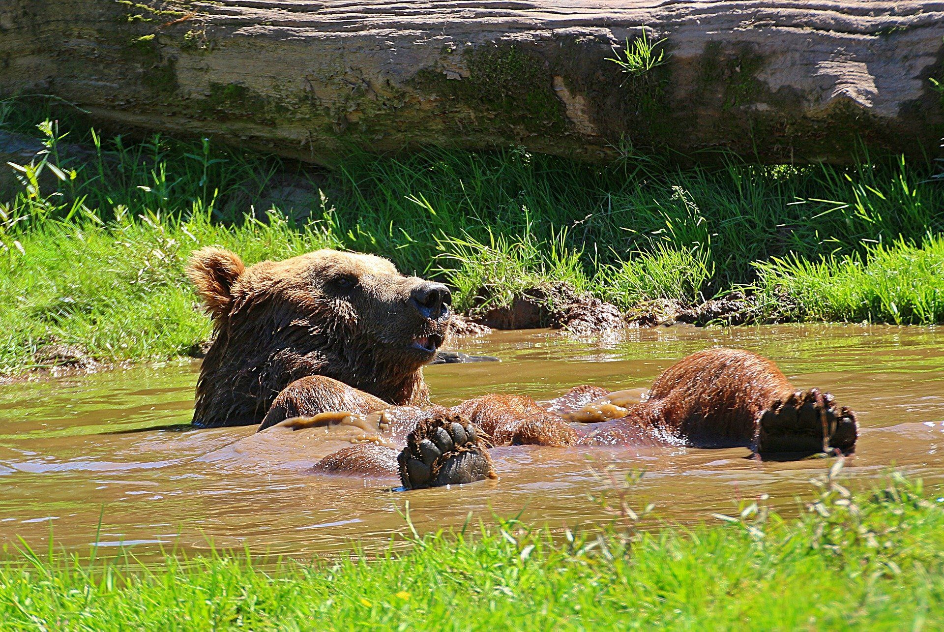 Oso pardo. La biodiversidad se vería afectada por la desaparición de las charcas naturales / Foto: Myriams-Fotos - Pixabay