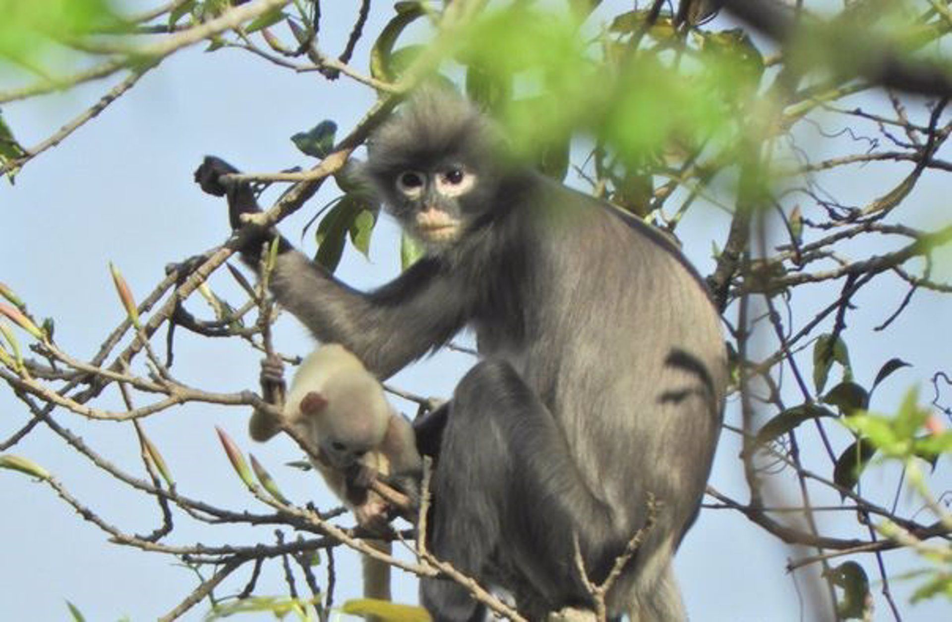Hembra adulta y juvenil Popa langur, un primate recién descubierto y ya en peligro de extinción / Foto: EP