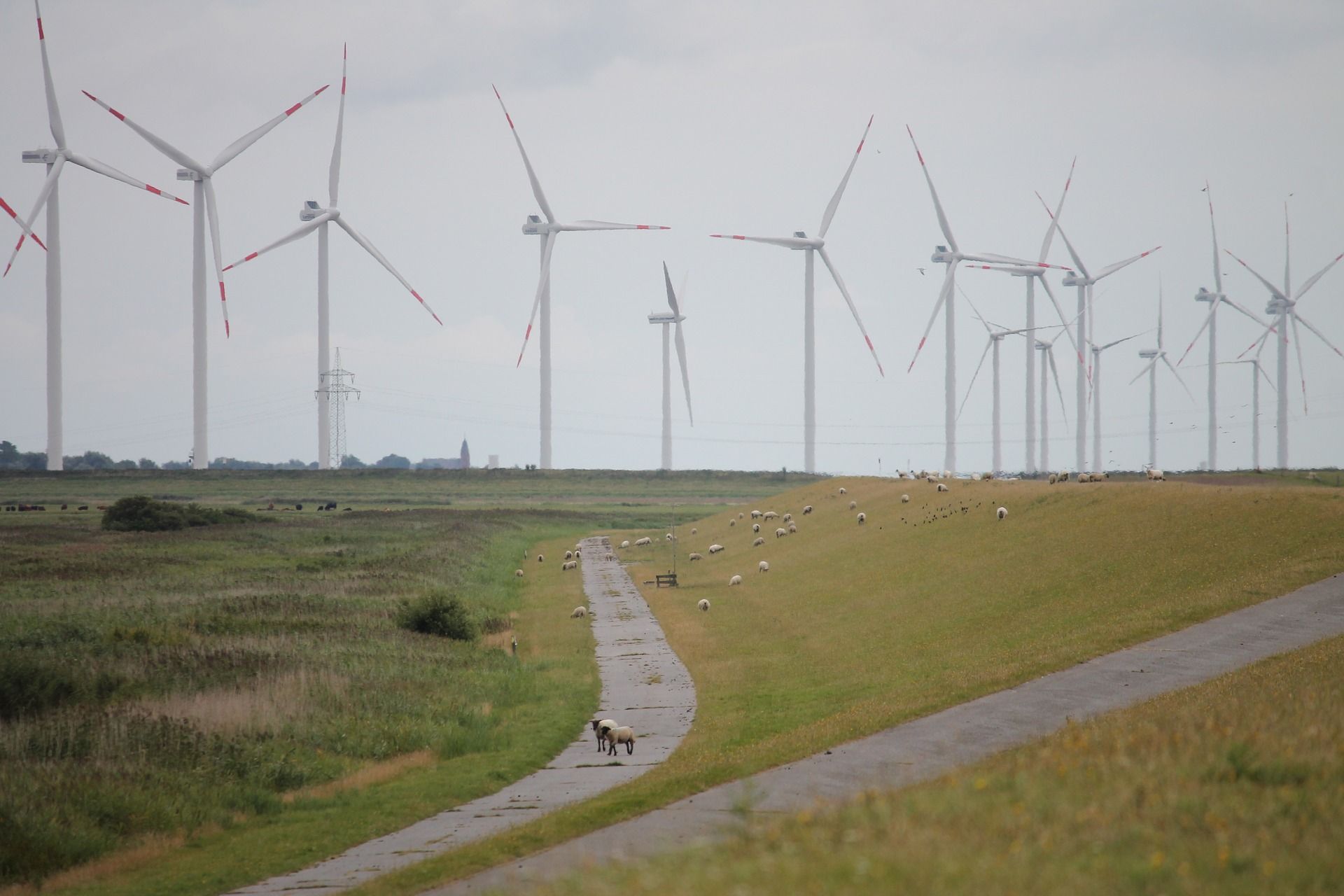 Turbinas eólicas. Las consecuencias ambientales de una transición energética desordenada / Foto:  Robin Hiller - Pixabay