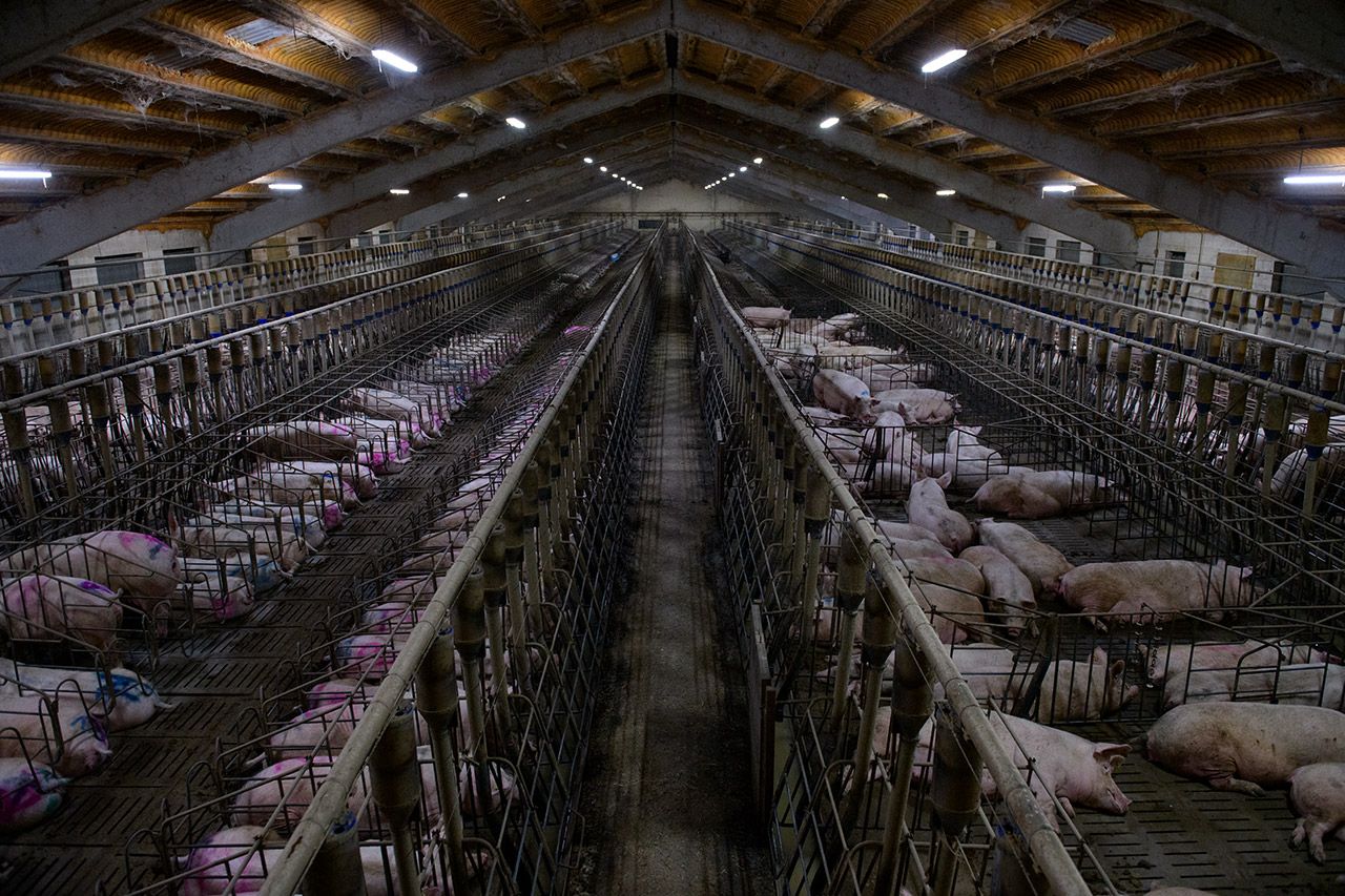 Área de gestación de cerdos de una explotación de ganadería industrial en Aragón / Foto: Aitor Garmendia 