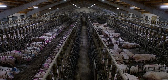 Área de gestación de cerdos de una explotación de ganadería industrial en Aragón / Foto: Aitor Garmendia 