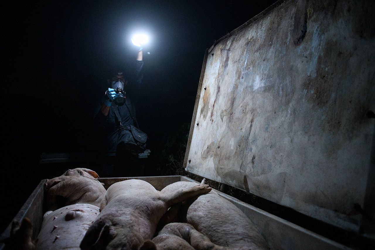 Contenedor de cadáveres, donde se arrojan los cuerpos de los animales que han muerto, a espera de su recogida y posterior eliminación. Castilla-La Mancha, 2020 / Foto: Aitor Garmendia
