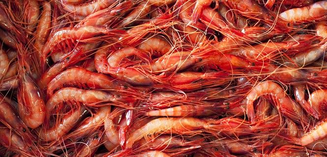 La gamba roja o rosada es el producto estrella de la gastronomía de la Costa Brava / Foto: Josep Cano