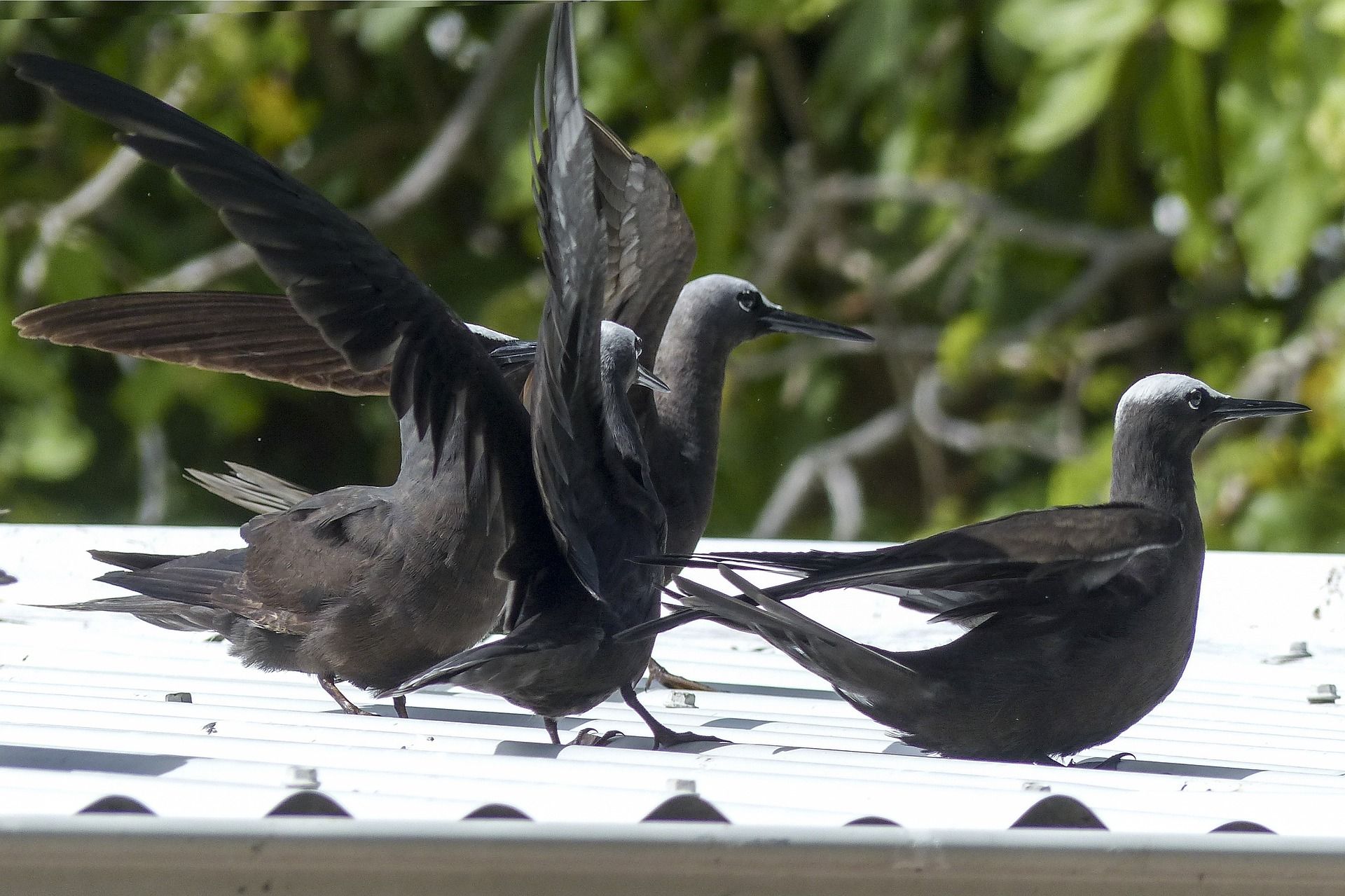 Ejemplares de aves pardela cenicienta / Foto: ArtTower - Pixabay