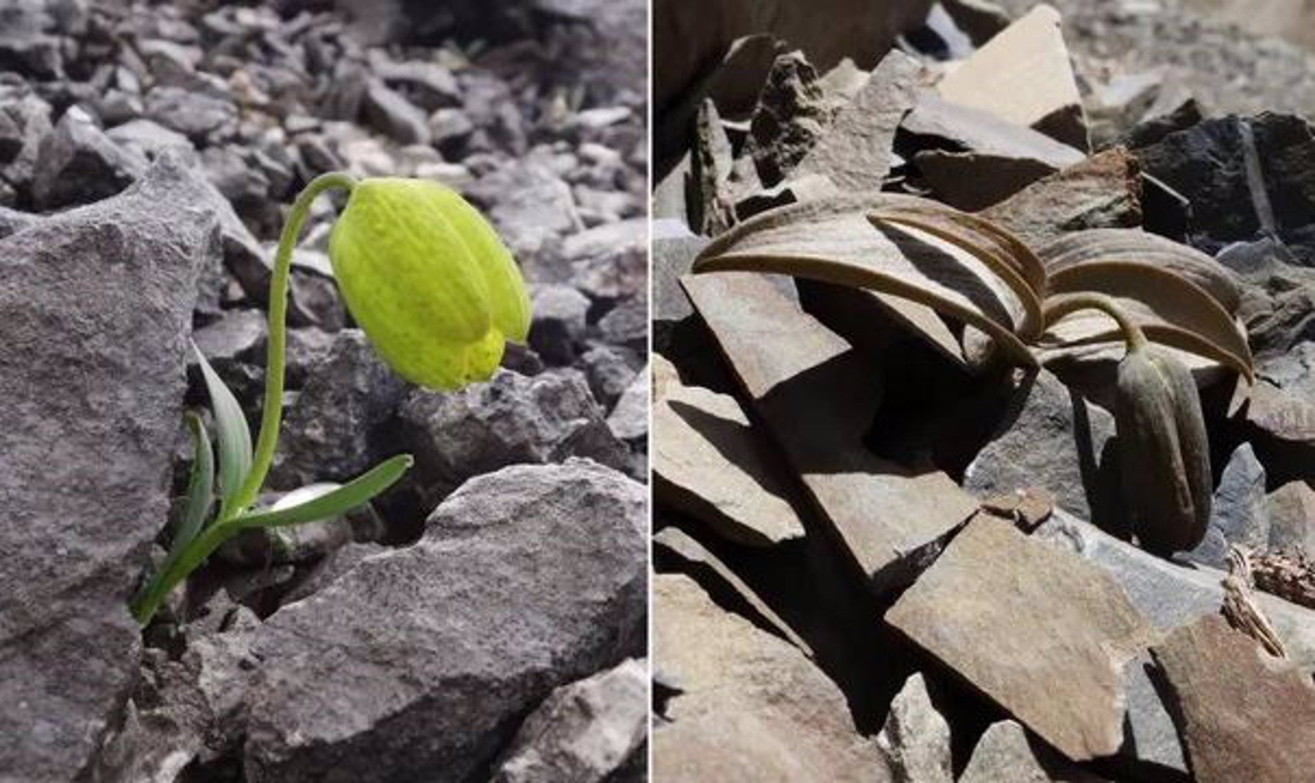 'Fritillaria delavayi' en una población con baja (izquierda) y alta presión de cosecha / Foto: EP