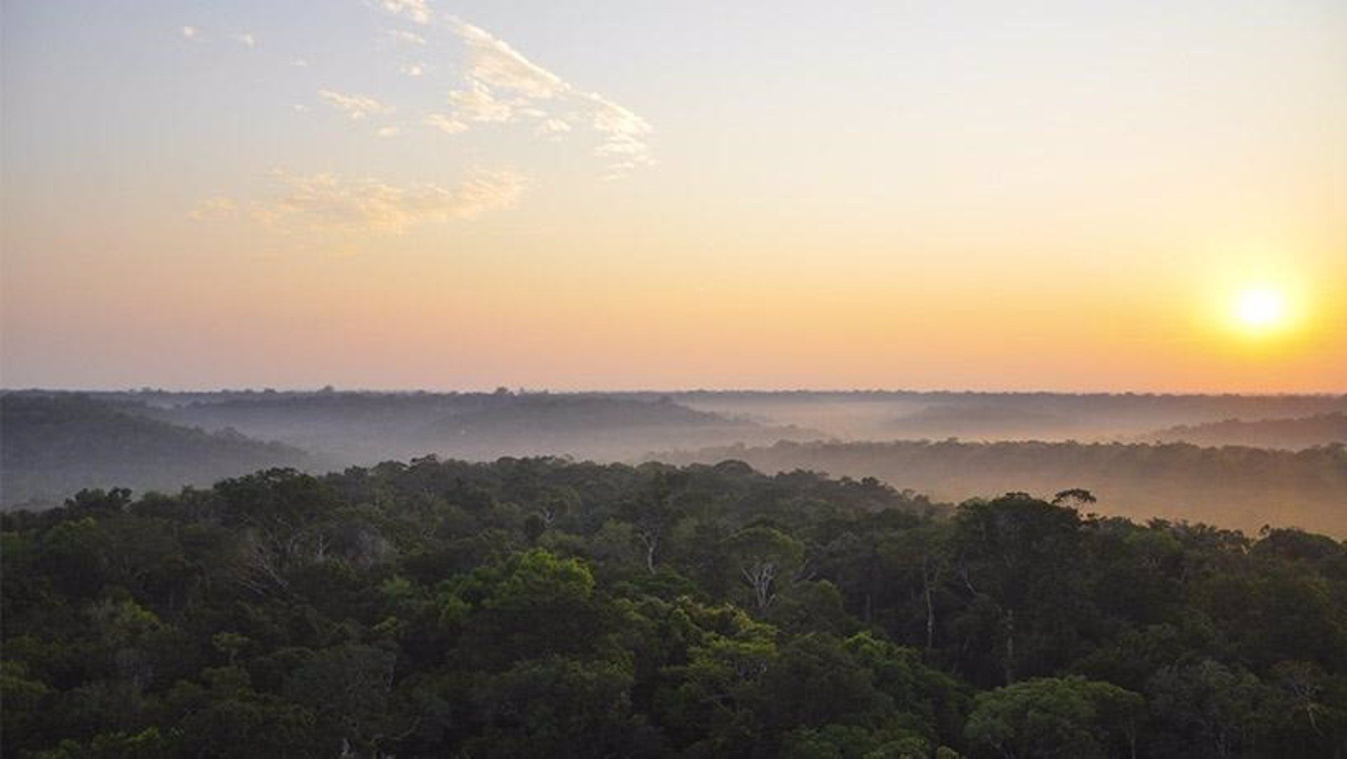 En regiones muy húmedas de la Amazonia, los bosques han reaccionado al cambio climático / Foto: EP
