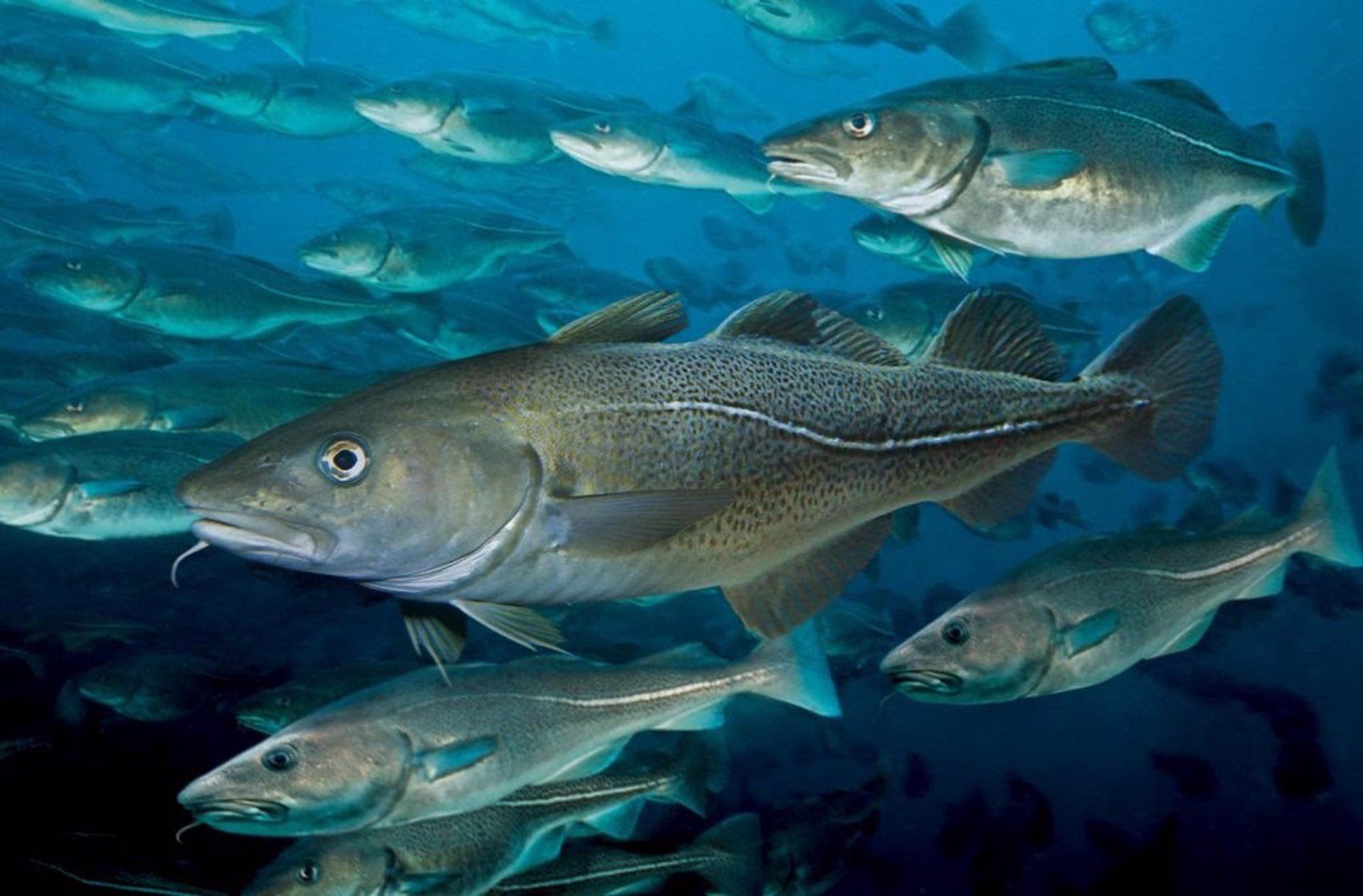 La organización Our Fish alerta sobre incumplir de la prohibición descartes / Foto: EP
