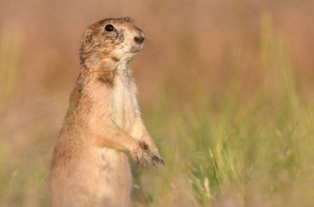 El perrito de las praderas de cola negra ('Cynomys ludovicianus') es un huésped de vida silvestre susceptible a la peste / Foto: SINC El perrito de las praderas de cola negra ('Cynomys ludovicianus') es un huésped de vida silvestre susceptible a la peste / Foto: SINC