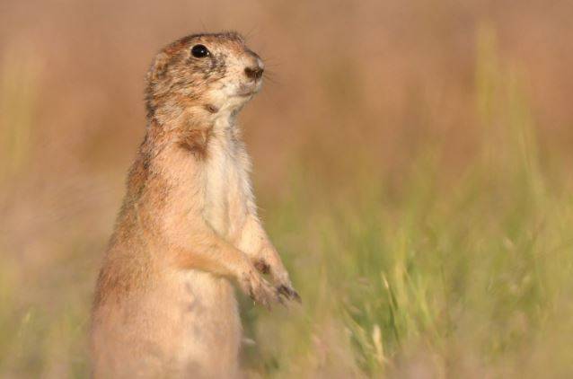 El perrito de las praderas de cola negra ('Cynomys ludovicianus') es un huésped de vida silvestre susceptible a la peste / Foto: SINC