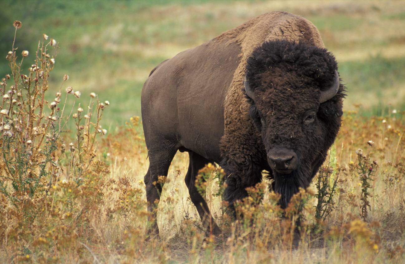 El bisonte americano 'Bison bison' es un hospedador de vida silvestre susceptible a la enfermedad bacteriana brucelosis / Foto: SINC
