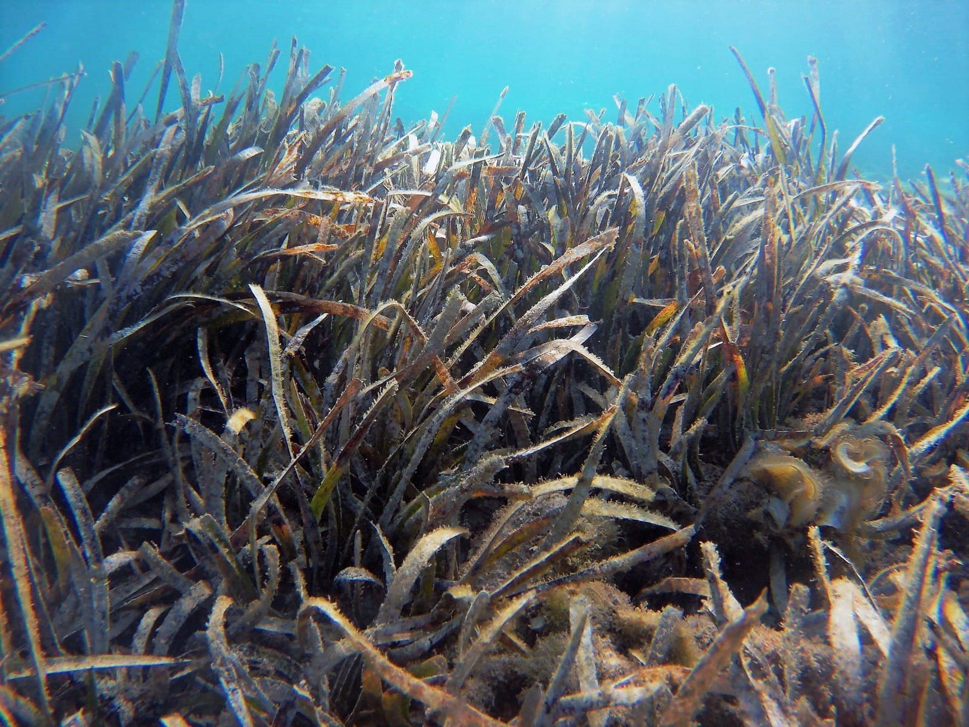 Impacto negativo en los ecosistemas marinos por una escasa protección. 'Posidonia oceanica' / Foto: EP