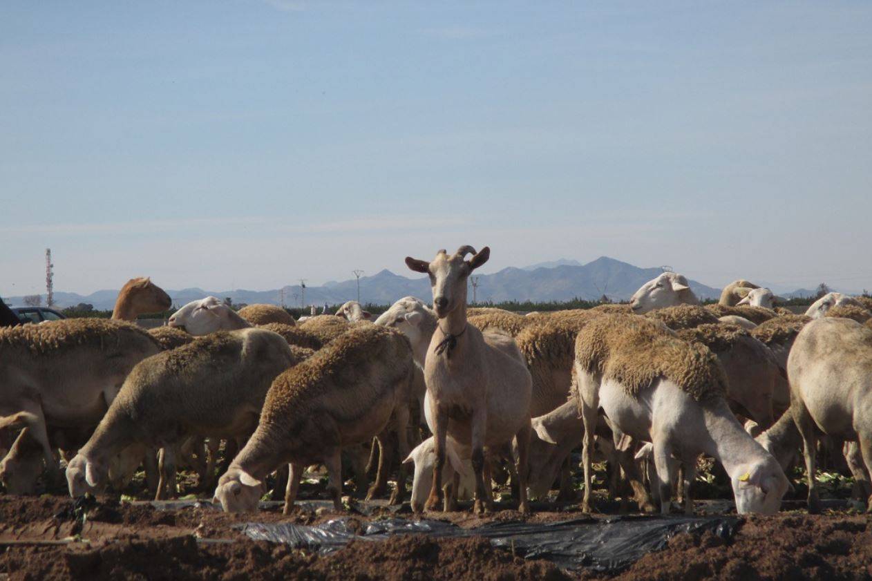 Encuentran microplásticos en el 92% de las heces de ovejas analizadas / Foto: SINC