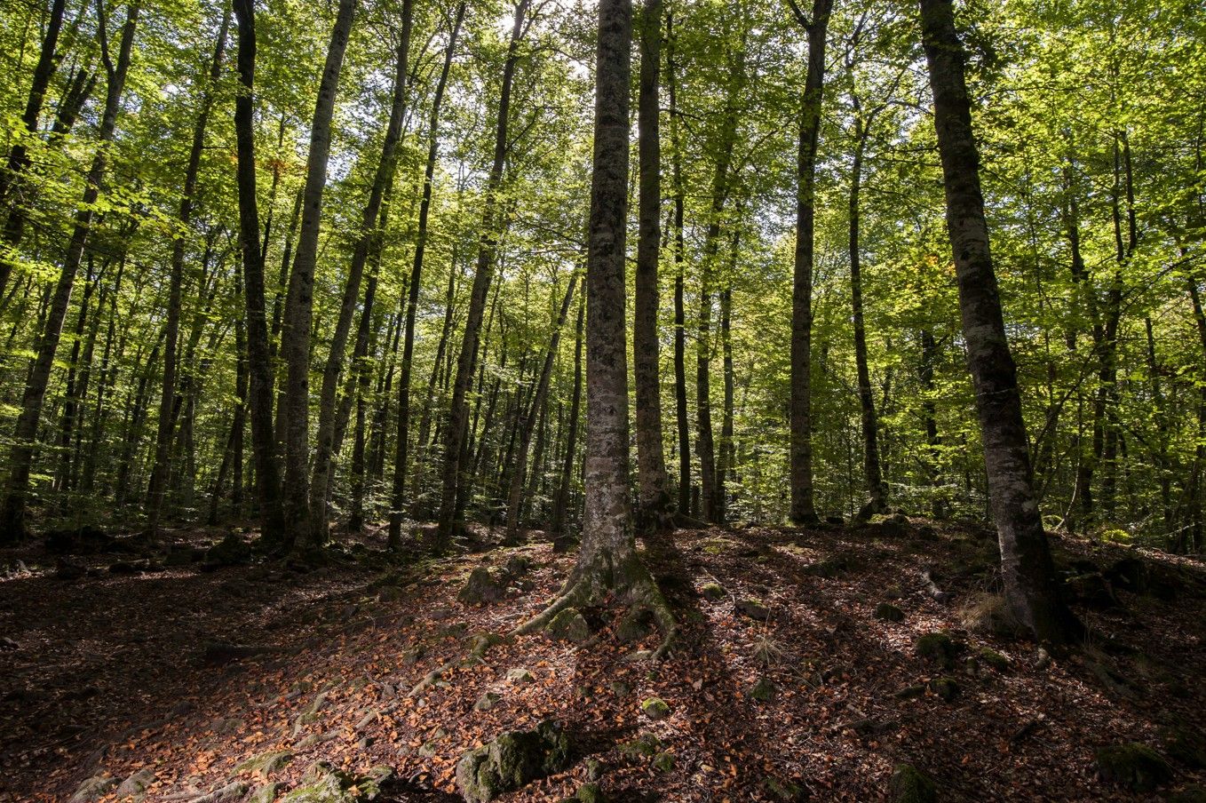 Hayedo en la comarca prepirenaica de la Garrotxa, en el norte de Girona / Foto: Josep Cano