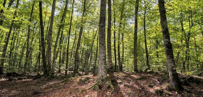 Hayedo en la comarca prepirenaica de la Garrotxa, en el norte de Girona / Foto: Josep Cano