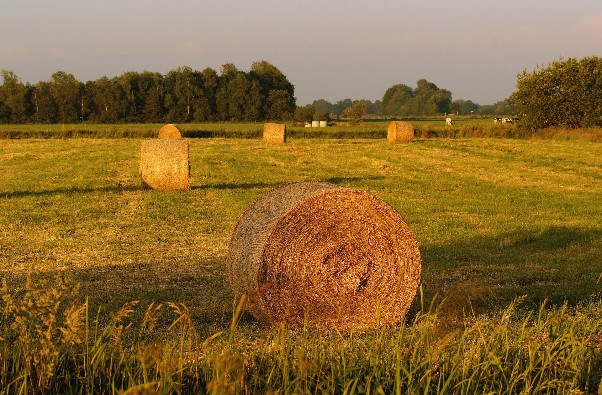 Faltan incentivos en la PAC sobre métodos agrícolas respetuosos con el clima / Foto: Karsten Paulick - Pixabay