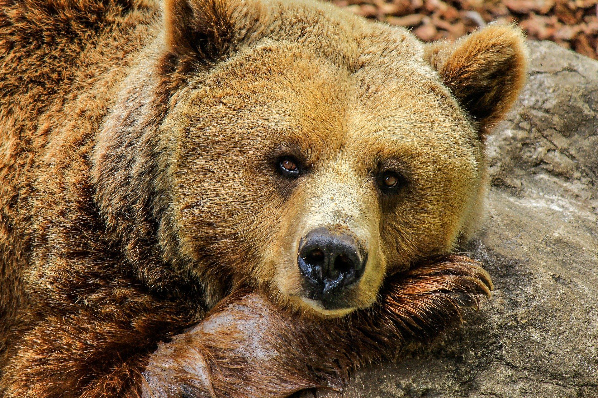 Ejemplar de oso pardo / Foto: Joaquin Aranoa - Pixabay