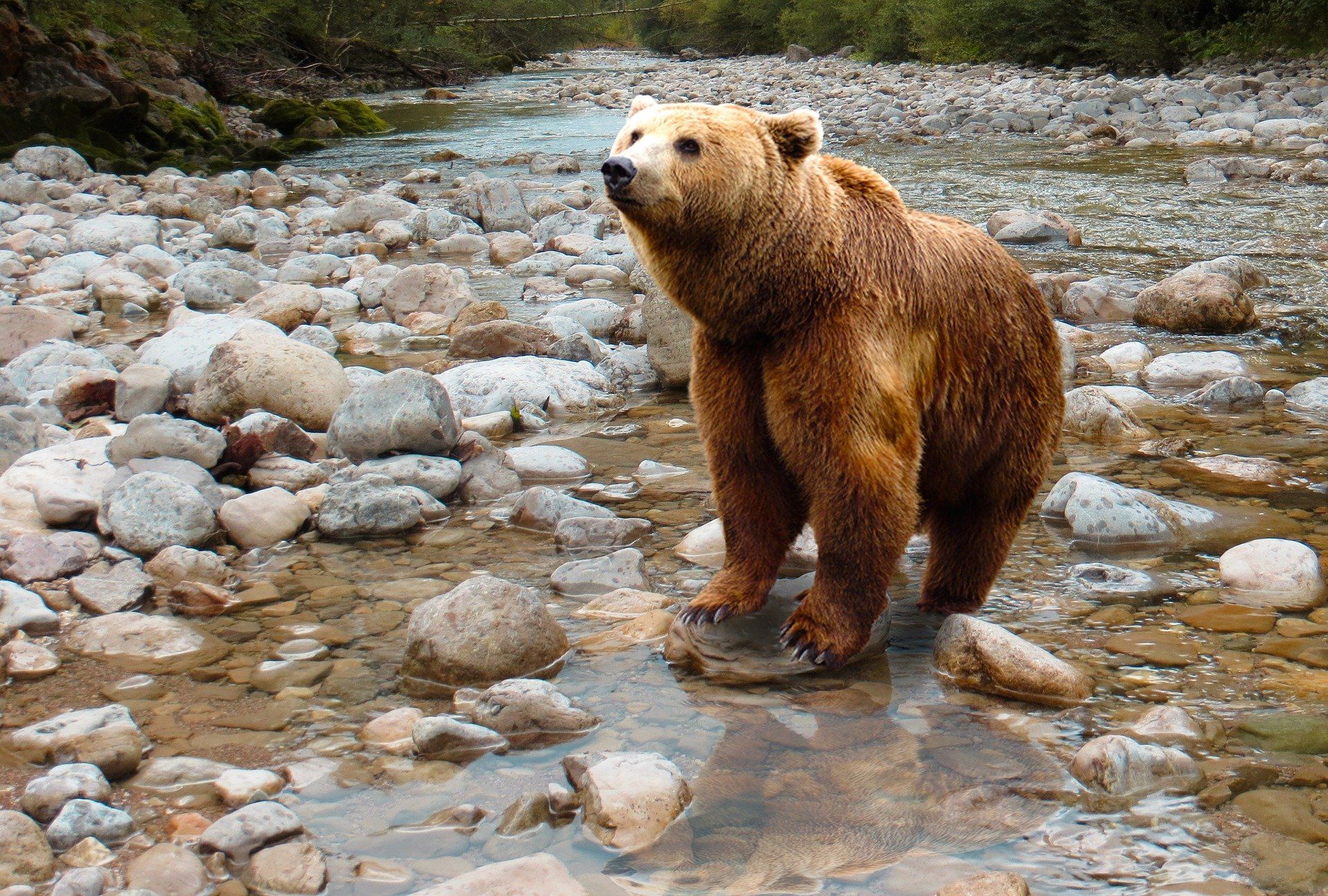 Ejemplar de oso pardo 'Ursus arctos' / Foto: Gerhard G. - Pixabay