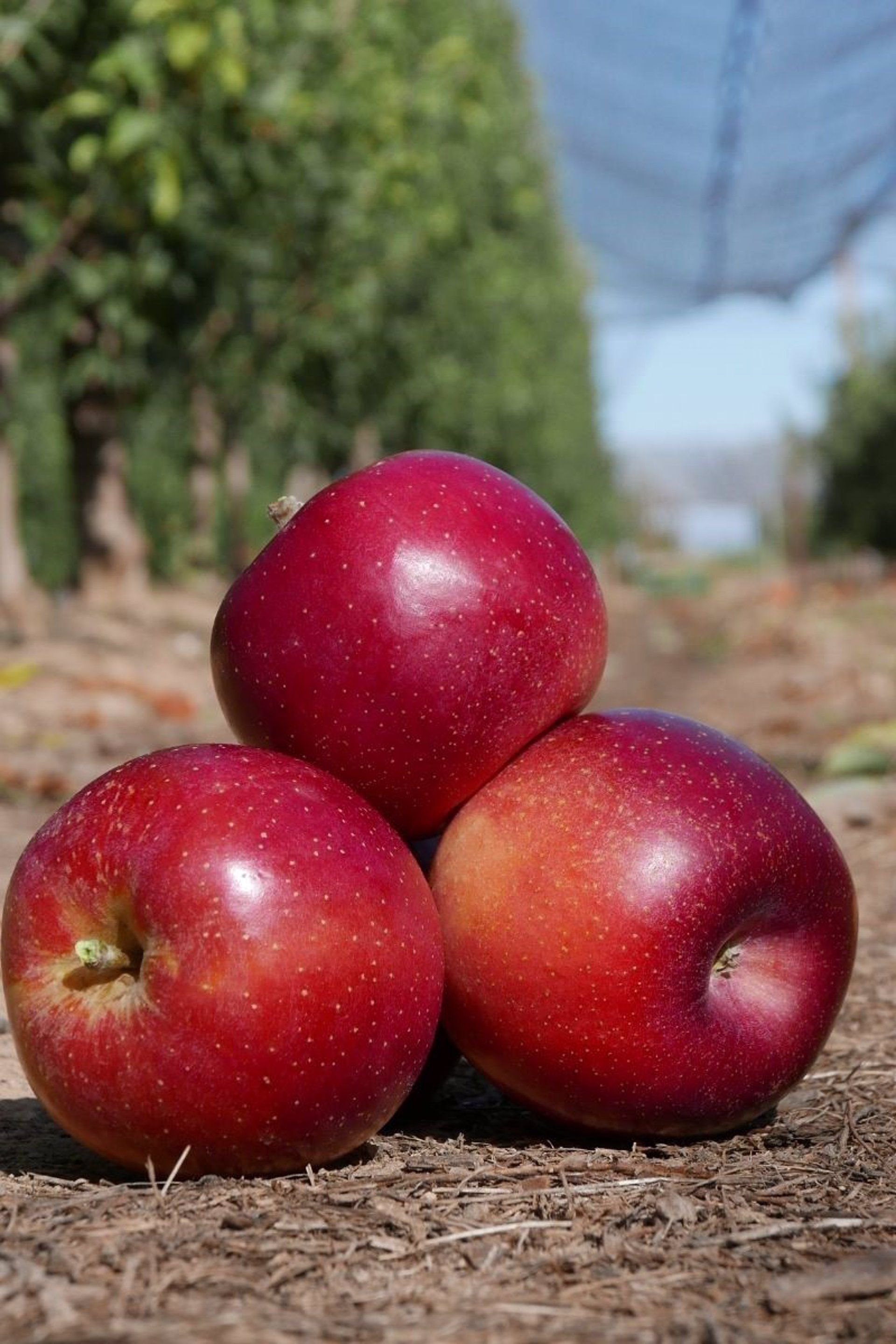 Manzanas de una variedad adaptada a las elevadas temperaturas / Foto: EP