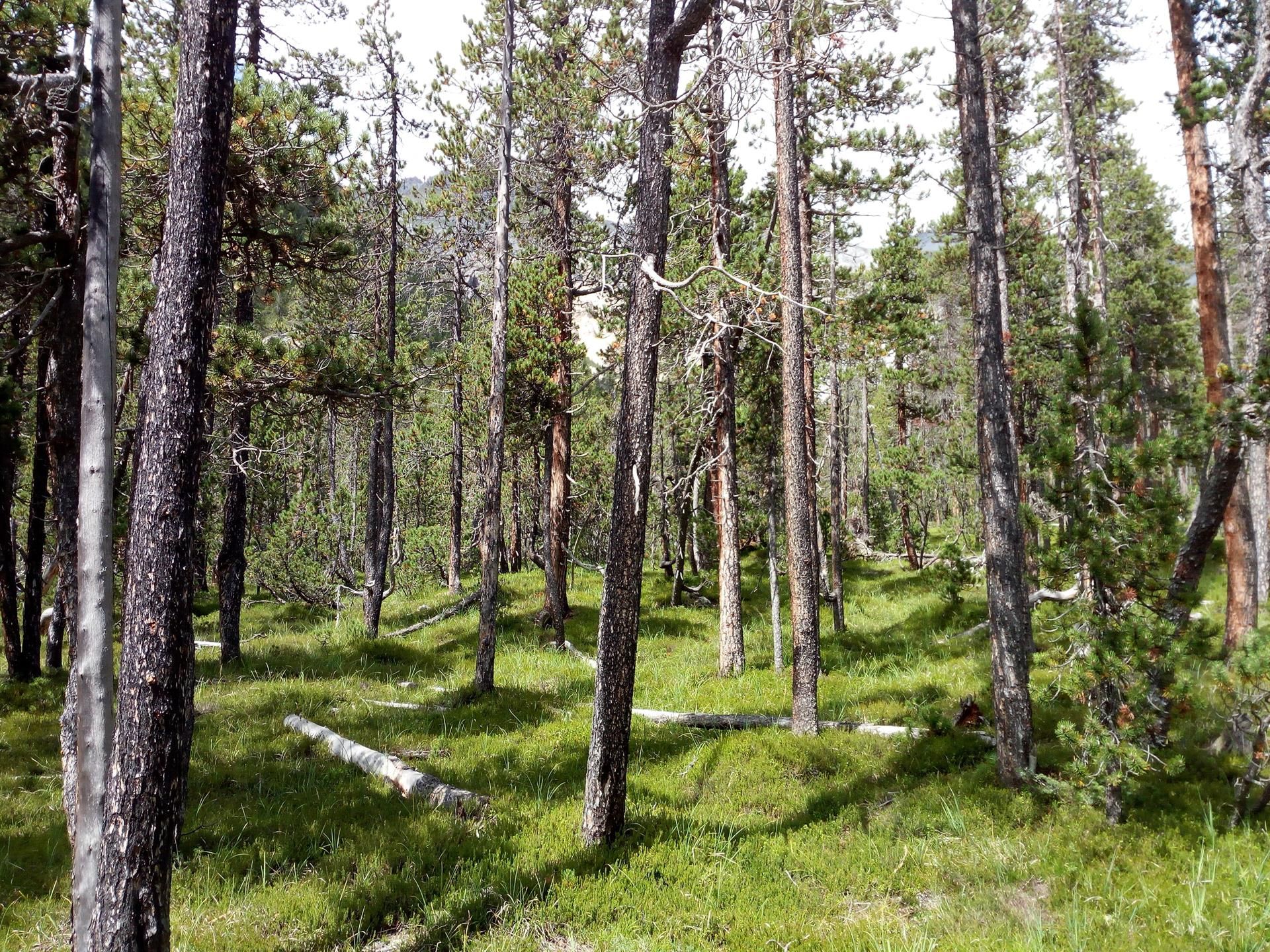 Un bosque de coníferas. Uso de la tierra / Foto: EP