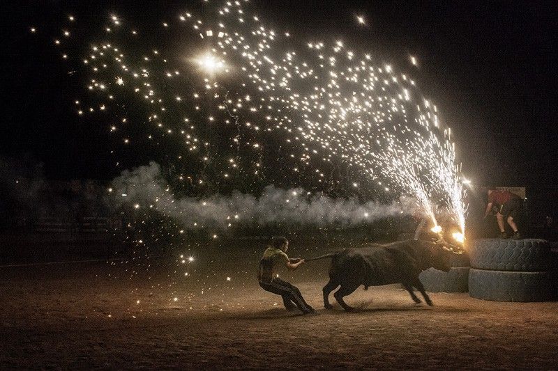 En Cataluña se prohibieron las corridas de toros en el 2012, pero se mantuvieron los 'correbous', que se celebran en las Terres de l'Ebre / Foto: Kike Carbajal - Santa Fiesta