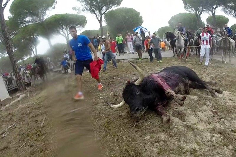 Durante el Toro de la Vega de este año, el astado, llamado Rompesuelas, fue alanceado hasta la muerte durante 20 minutos / Foto: ProVegan - PACMA