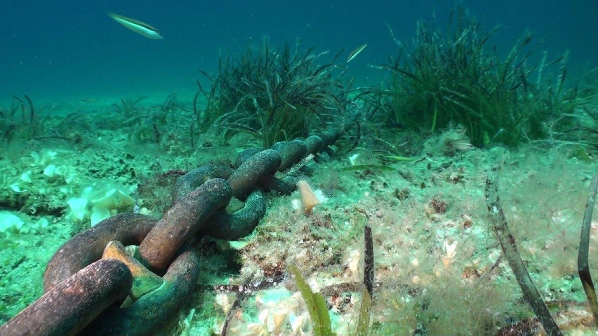 Detalle del impacto de los fondeos sobre la posidonia oceánica en Baleares. Urge la protección del 30% de los océanos / Foto: EP