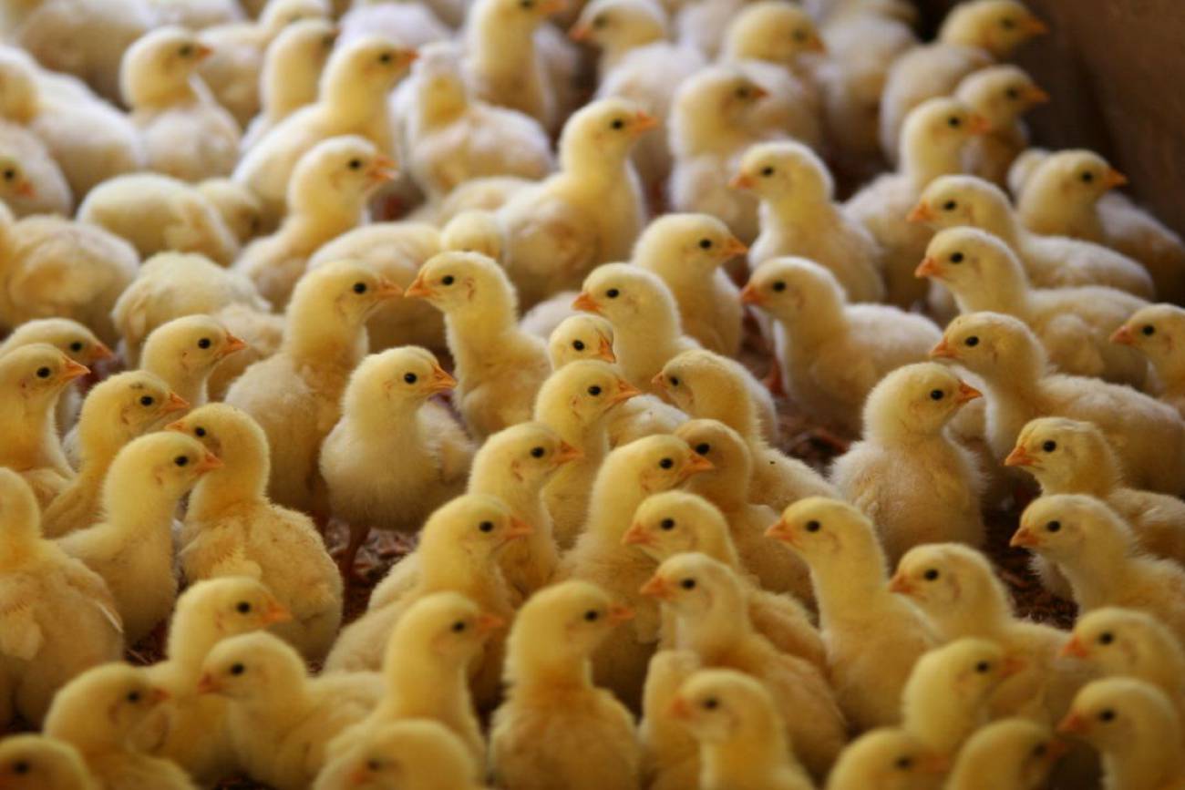 Al año, 25 millones de pollitos macho son triturados vivos al nacer / Foto: EP