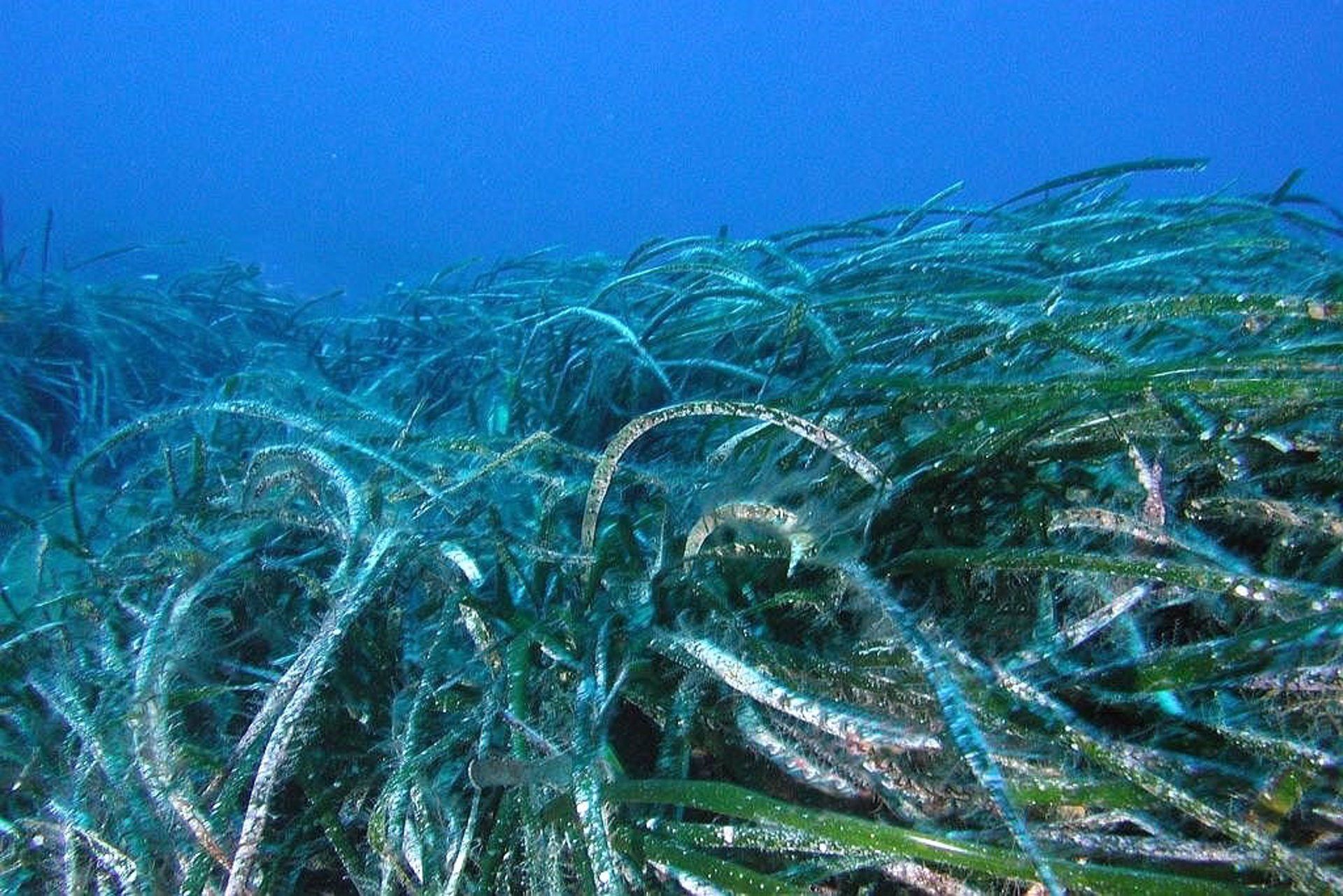 Pradera de Posidonia en los arrecifes de Roquetas de Mar, una de las nuevas áreas marinas protegidas / Foto: EP