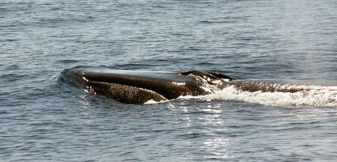 menos-ballenas-a-la-vista-7632