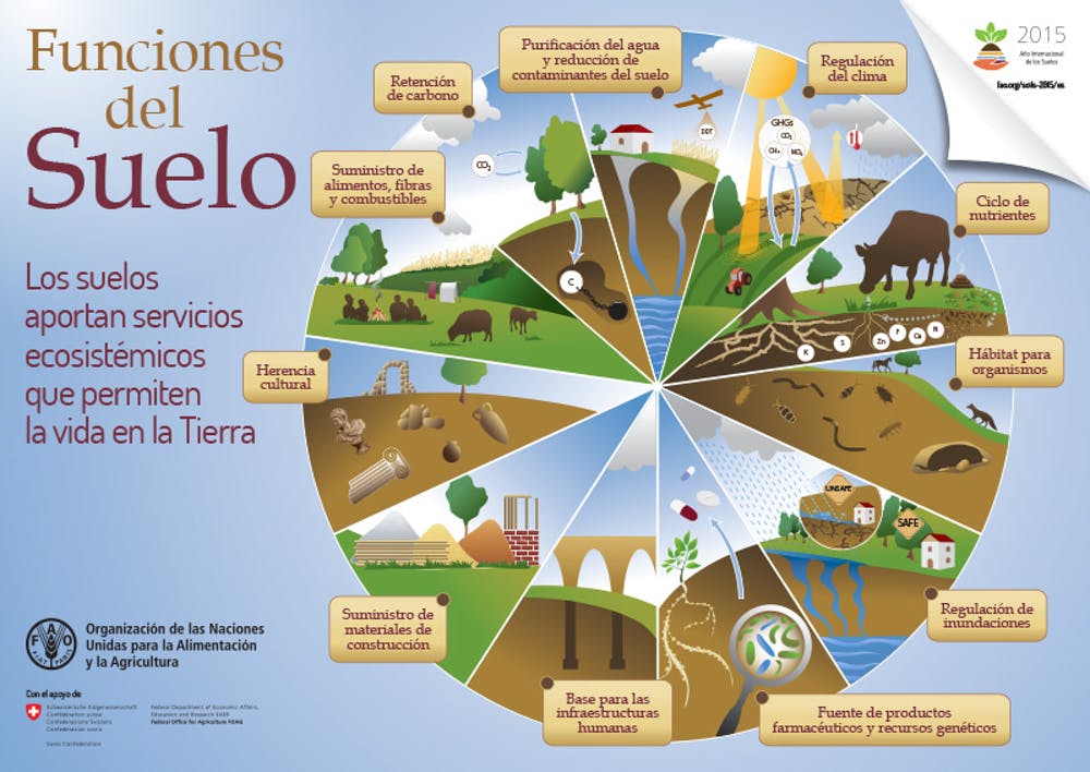 Infografía que muestra algunas de las funciones esenciales que cumple el suelo. FAO
