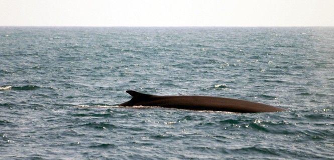 Un ejemplar de rorcual común en el litoral catalán / Foto: EDMAKTUB