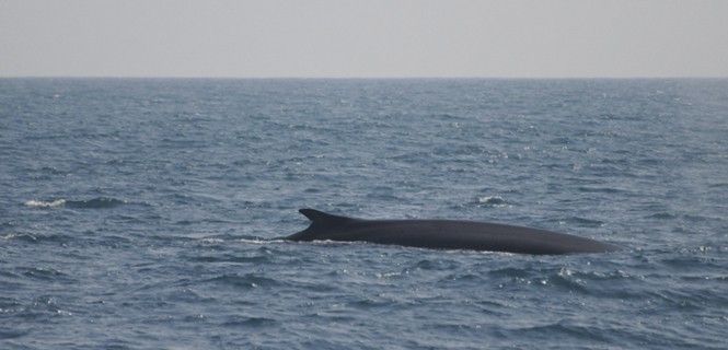 Un ejemplar de rorcual común en el litoral catalán / Foto: Edmaktub