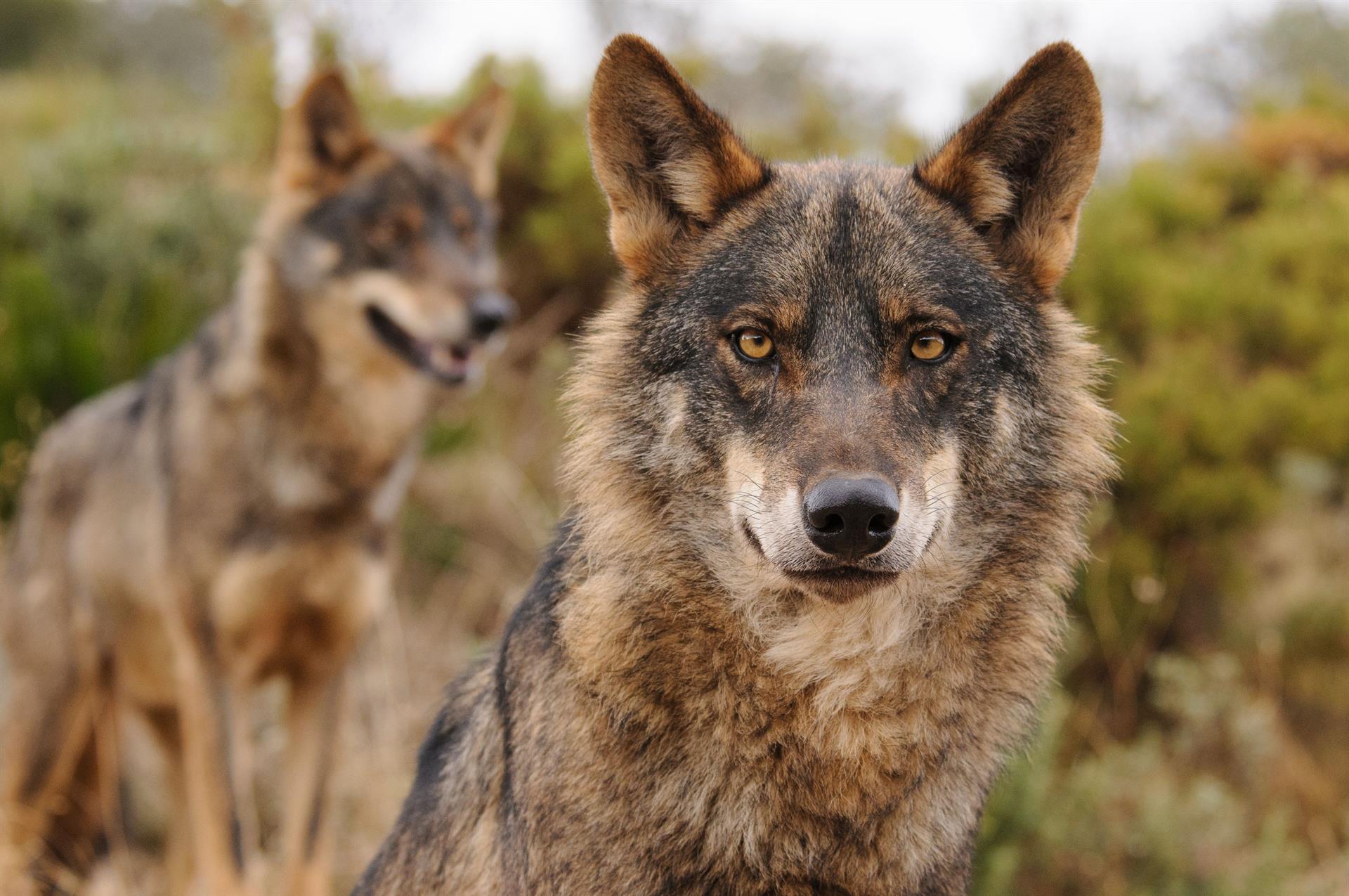 Un ejemplar de Lobo Ibérico en primer plano / Foto: EP