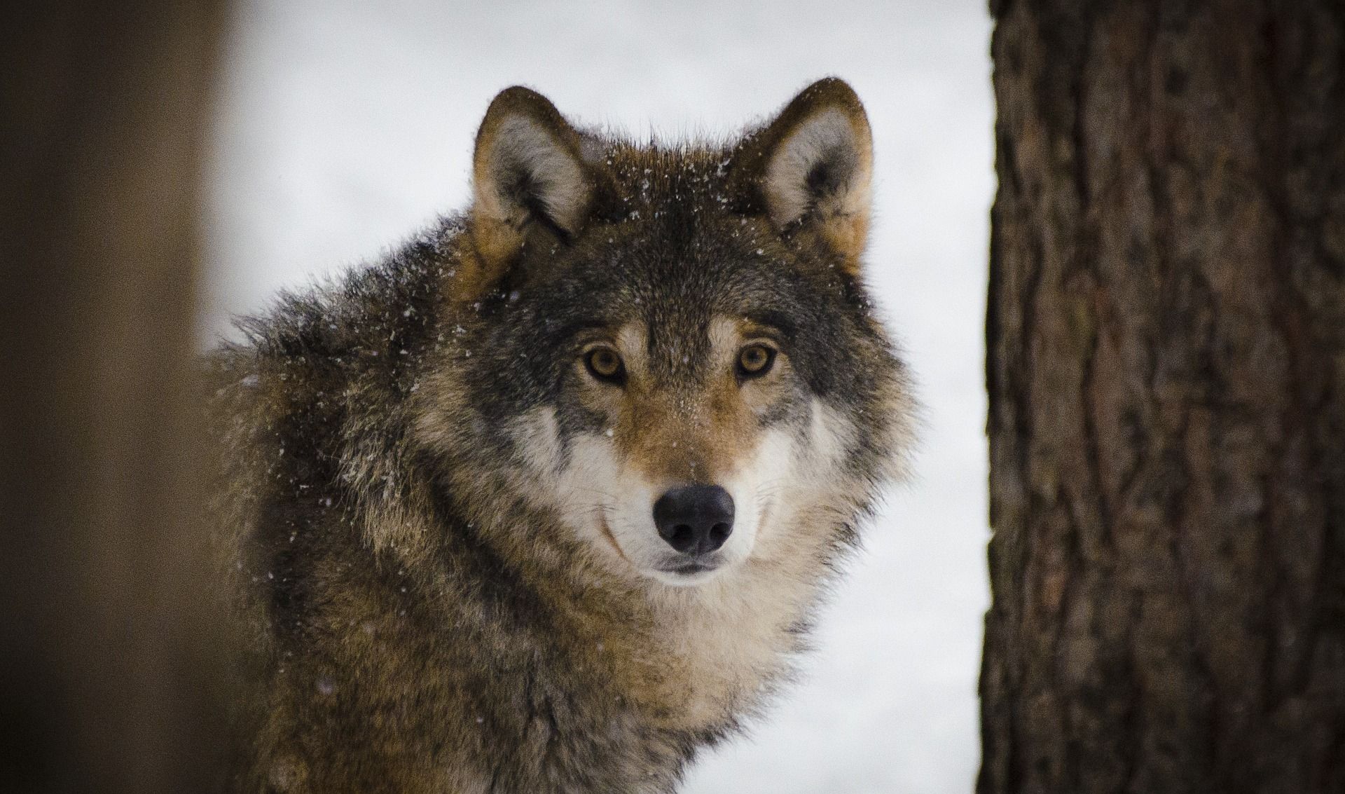 Proteger al lobo mediante un "155 ambiental" /  Madeleine Lewander - Pixabay
