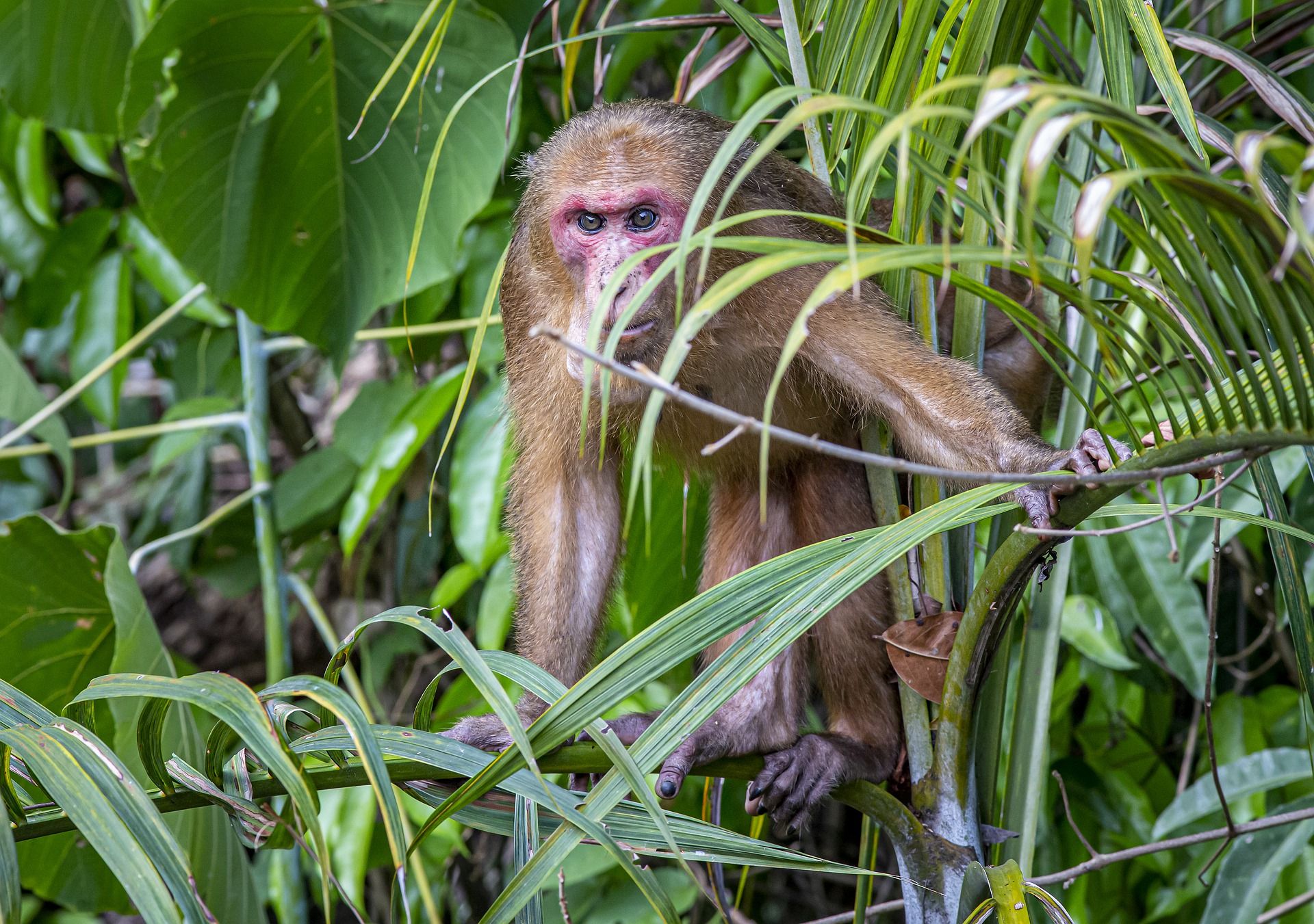 Los bosques de alta integridad son aquellos que contienen altos niveles de biodiversidad / Foto: Erik Karits - Pixabay