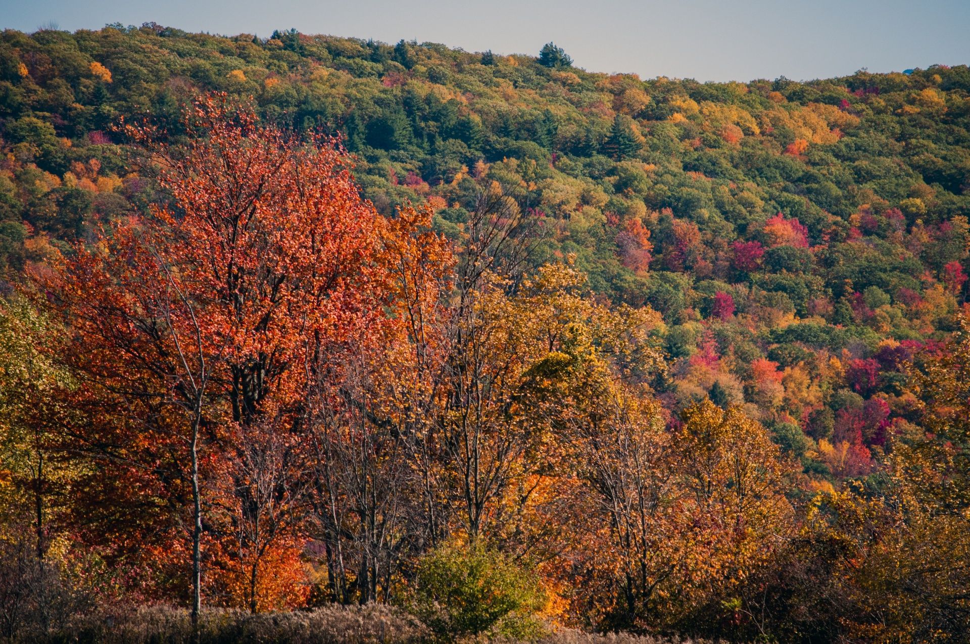 Bosque en otoño, Nueva Inglaterra / Foto: Público Dominio