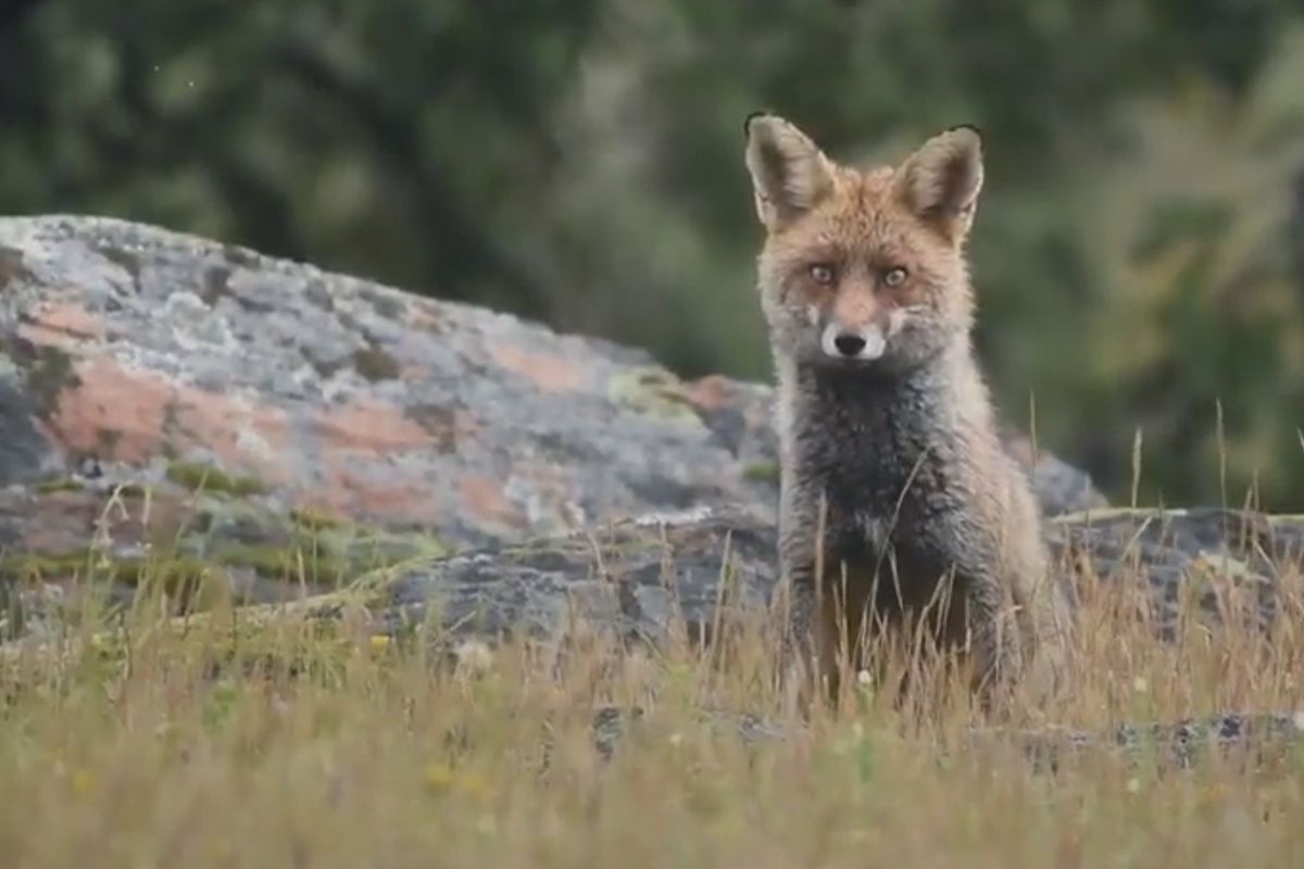 Ejemplar de zorro común, amenazado por la pérdida de hábitat / Imagen: Informe de l'Estat de la Natura a Catalunya 2020