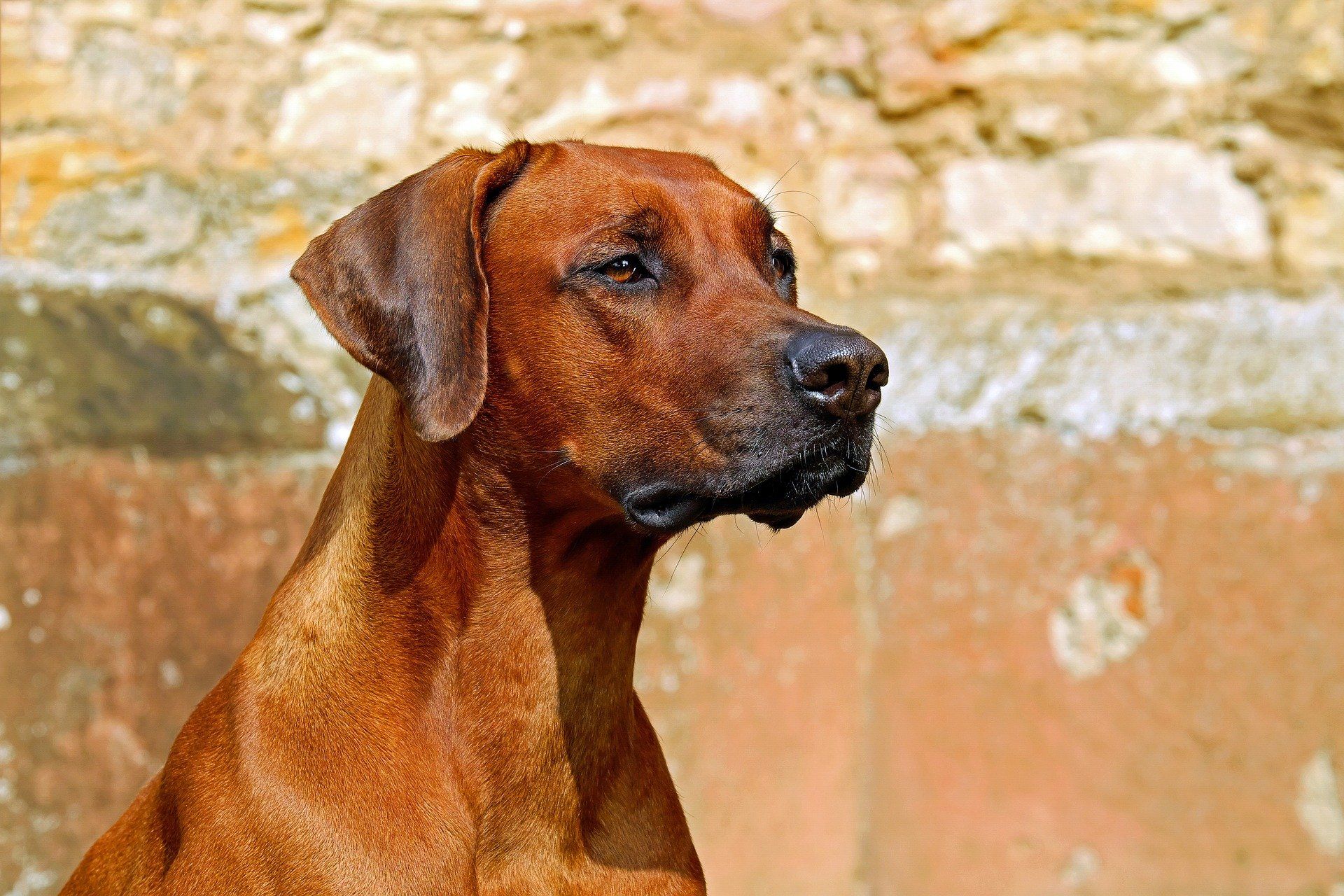Ejemplar de 'Rhodesian Ridgeback'. La demanda de perros guardianes creció más de un 60% en 2020. Será un regalo de Navidad para el 21% de los españoles / Foto: Pixabay