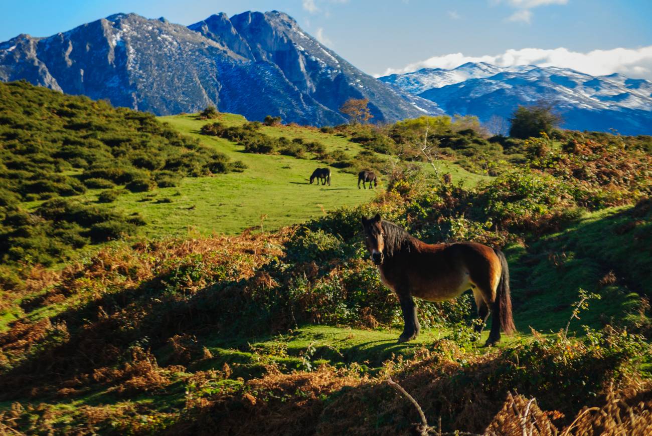 Puerto de Marabio, Teverga, Asturias donde el reverdecimiento también se acerca a su límite / Foto: SINC