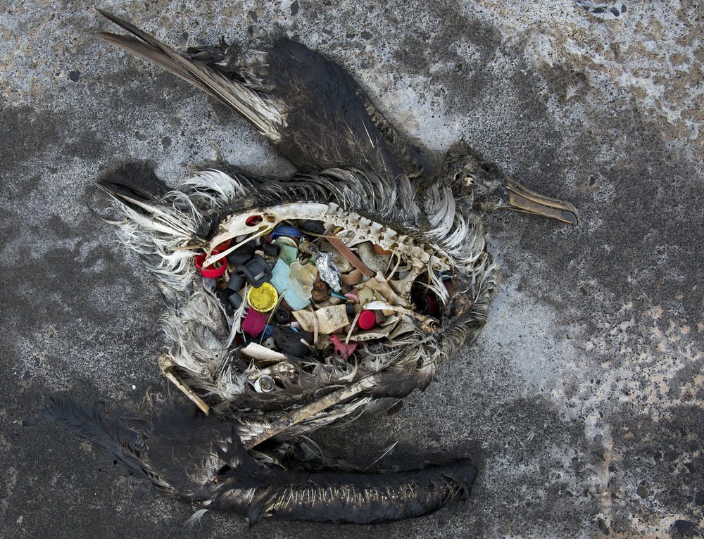 Esta foto de 2014 muestra una cría de albatros de patas negras con plásticos en el estómago en el atolón de Midway, en el noroeste de Hawai / Foto: The Conversation Esta foto de 2014 muestra una cría de albatros de patas negras con plásticos en el estómago en el atolón de Midway, en el noroeste de Hawai / Foto: The Conversation
