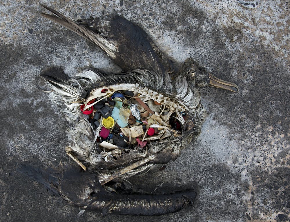 Esta foto de 2014 muestra una cría de albatros de patas negras con plásticos en el estómago en el atolón de Midway, en el noroeste de Hawai / Foto: The Conversation